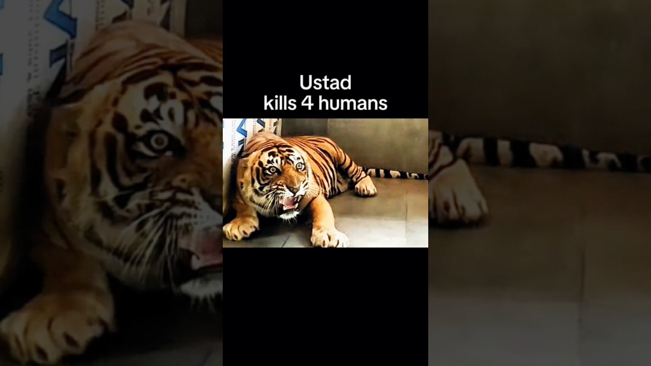 4 most feared tigers in the history 🥶 #viral #youtube #video #shorts