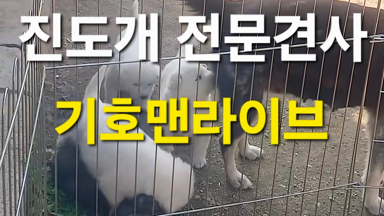 #기호맨#진도개#애견#먹방#여행#일상#소통#추자도#캠핑#차박#브이로그#라이브#보겸#봉준#쯔양#히밥#김선태#bts#블랙핑크#부천#곽튜브#빠니보틀#장사의신#침착맨#노홍철#부천#추성훈