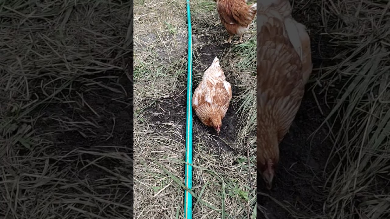 Пылевые ванны для Кур-Несушек.