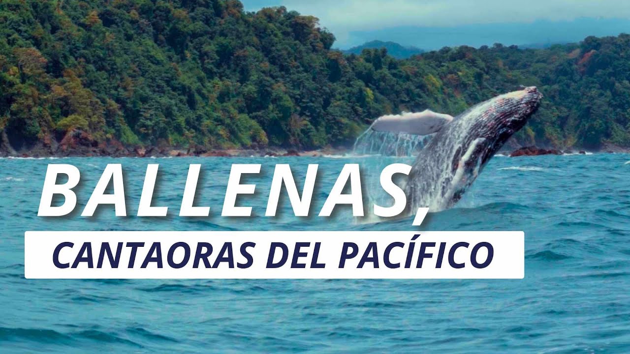 BALLENAS, LAS CANTAORAS DEL PACÍFICO