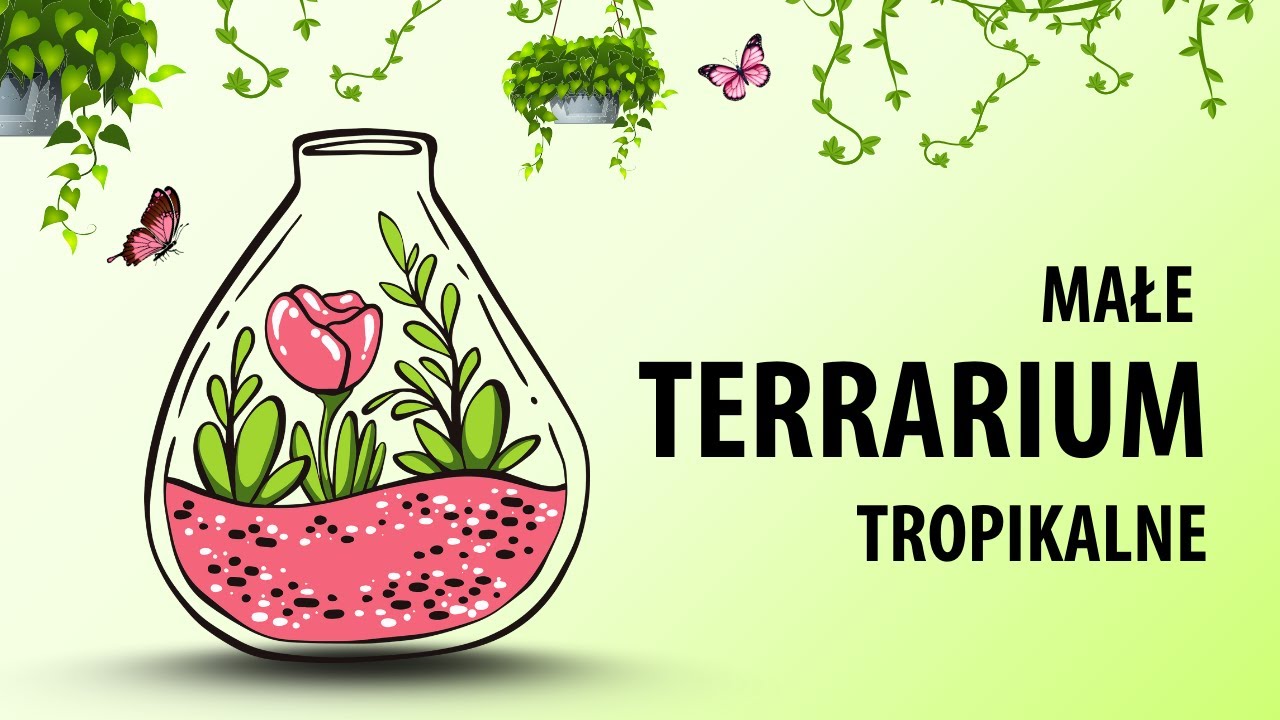 Zróbmy razem terrarium dla karaczanów ozdobnych👷‍♀️🔨