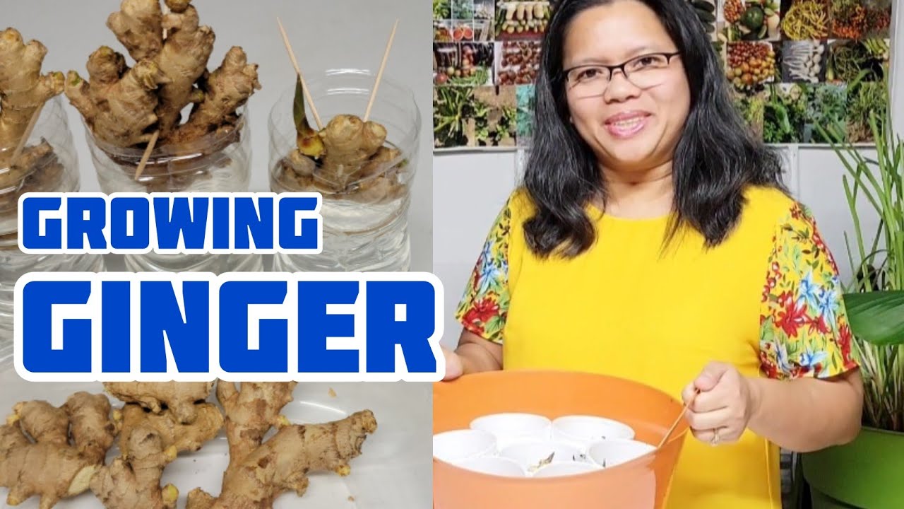 How to Grow Ginger in Zone 7 and Colder Climates