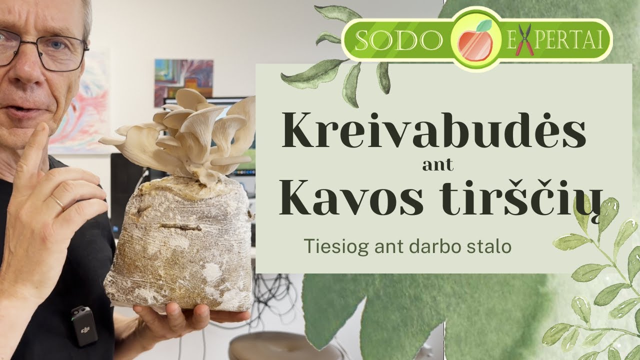 Kaip užauginti kreivabudes ant kavos tirščių? 🍄☕