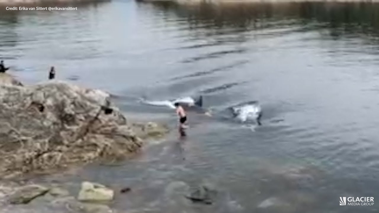 Close encounter with orcas delights Quadra Island visitor