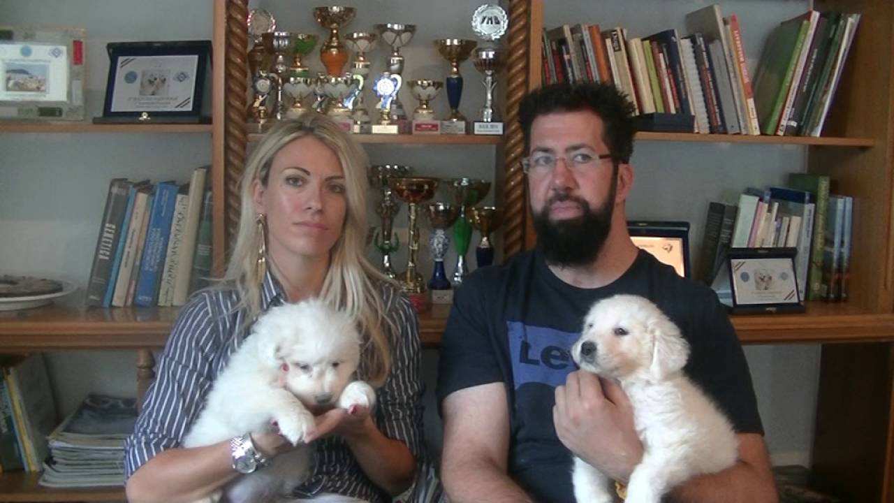 8. Le tappe della riproduzione dei cuccioli di Pastore Maremmano Abruzzese (versione in italiano)