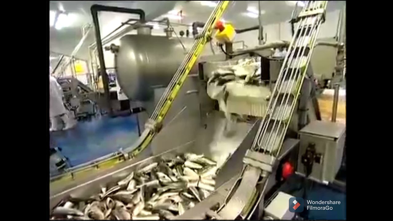 جولة في احد مصانع تصبير السمك في أكادير،🐬🐟👩‍🔧