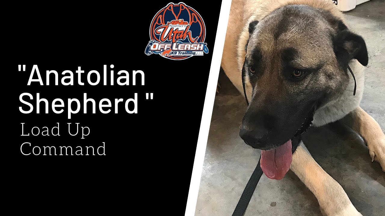 Anatolian Shepherd Dog - Off Leash k9 Training of Southern Utah