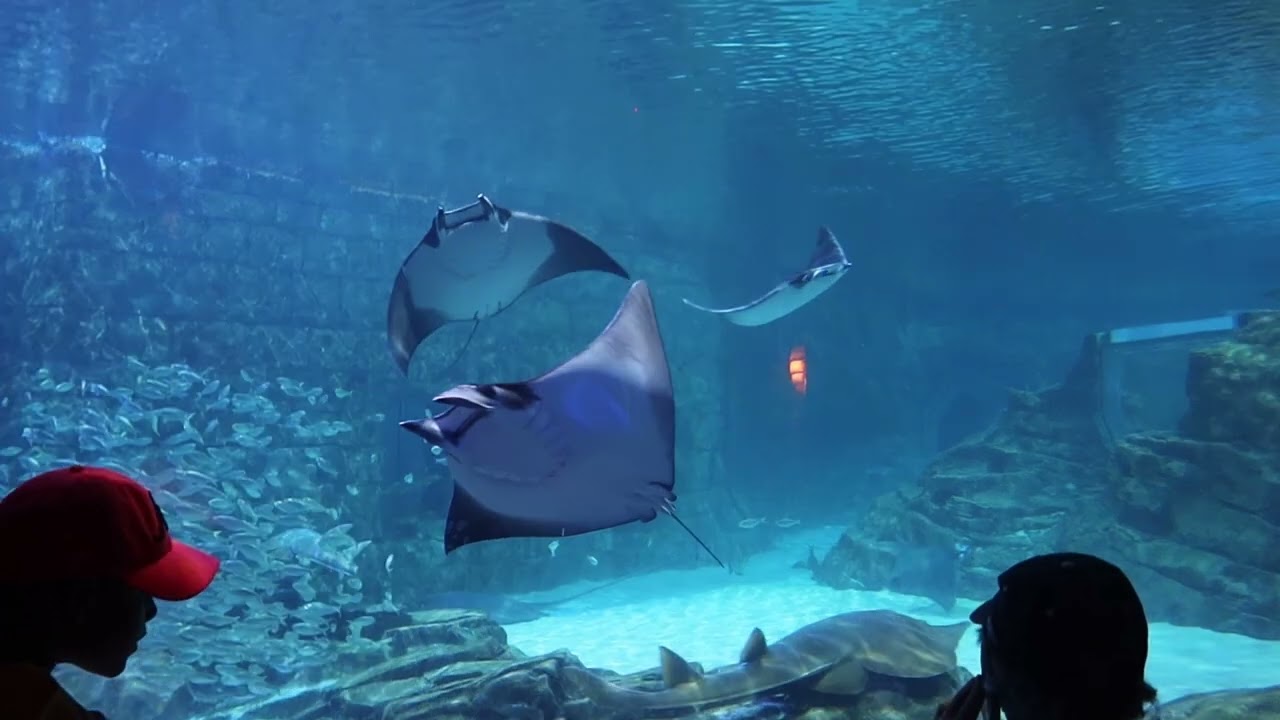 SeaWorld Orlando-Park Exploration & Layout (Part Two)-Manta Coaster & Aquarium