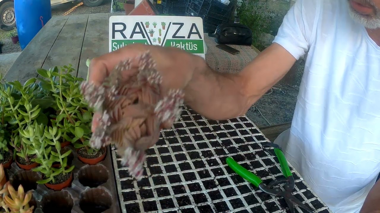 Yaz ayında sukulent ve kaktüsler nerde durmalı.Ne zaman hızlı boylanır.