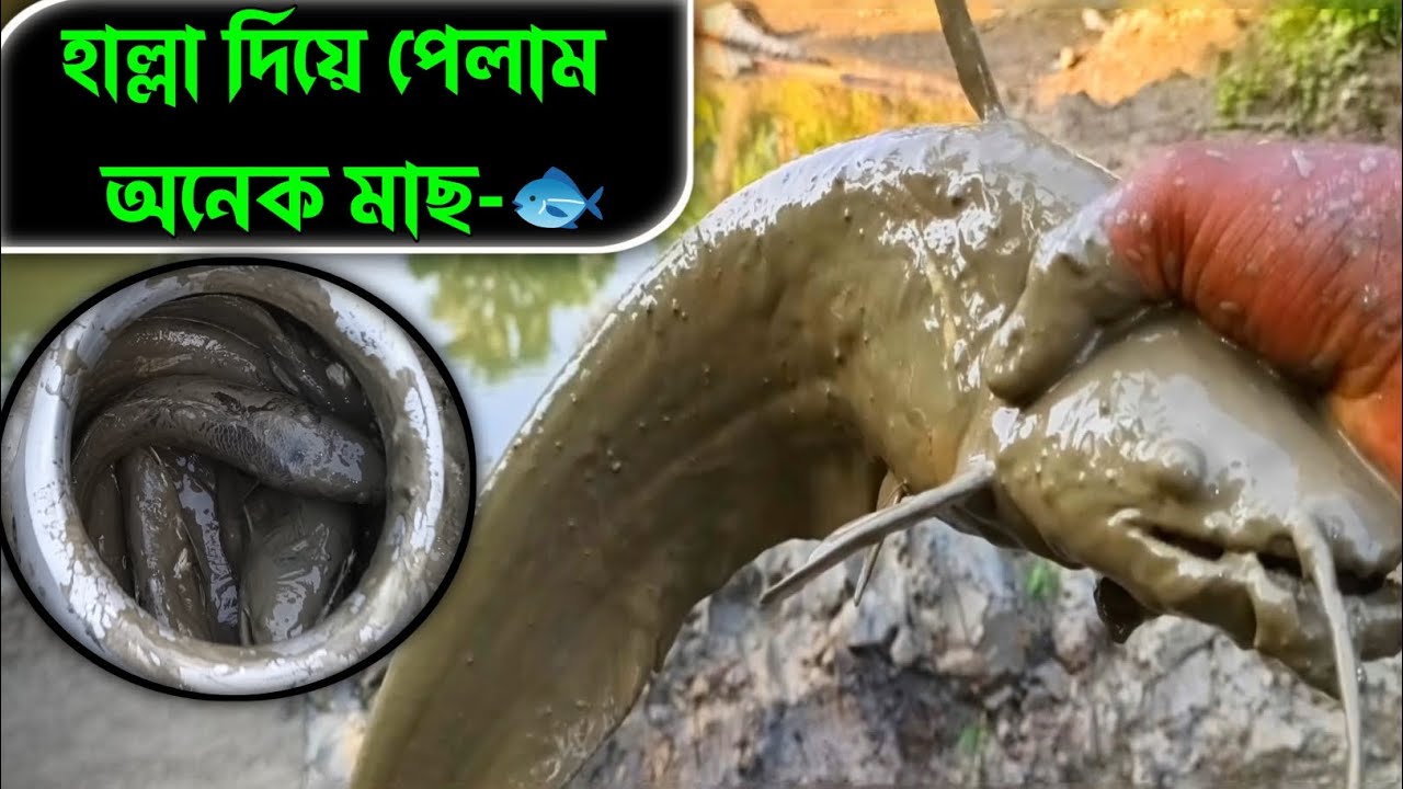 হাল্লা দিয়ে পেলাম অনেক মাছ -🐟