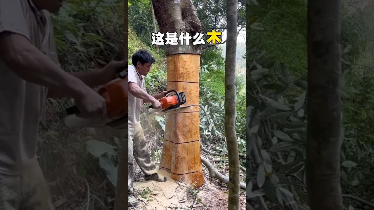 盤點世界上最貴的機種木材，你都見過哪些？#世界之最 #大自然 #科普 #植物 #木材 #百科