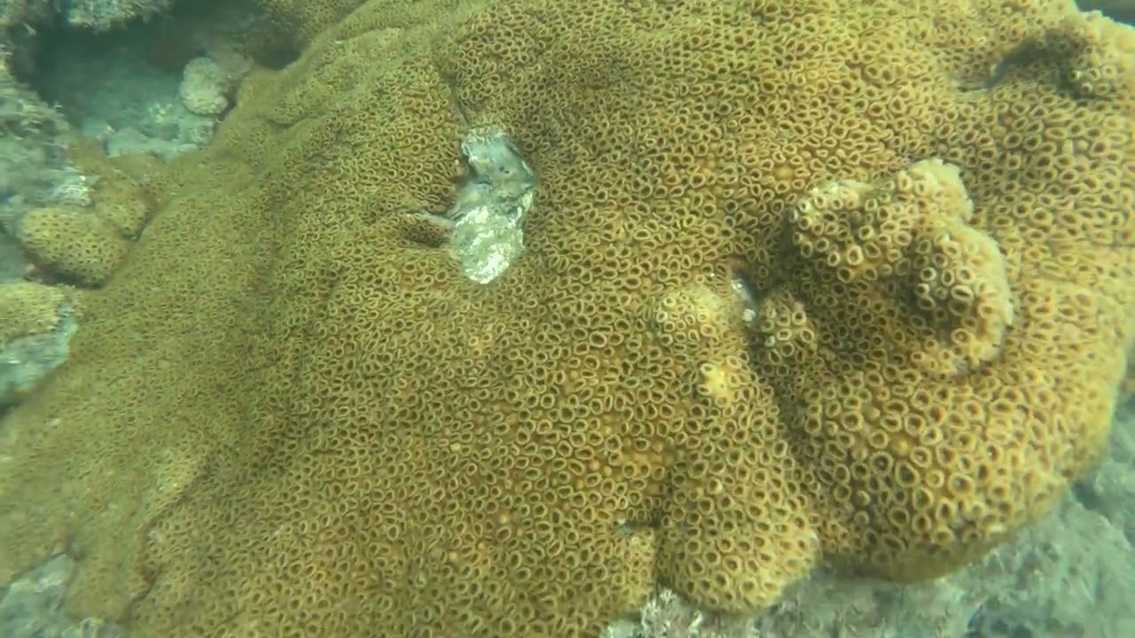 FÉRIAS 2026 - Ilha do Tamanduá, Caraguatatuba