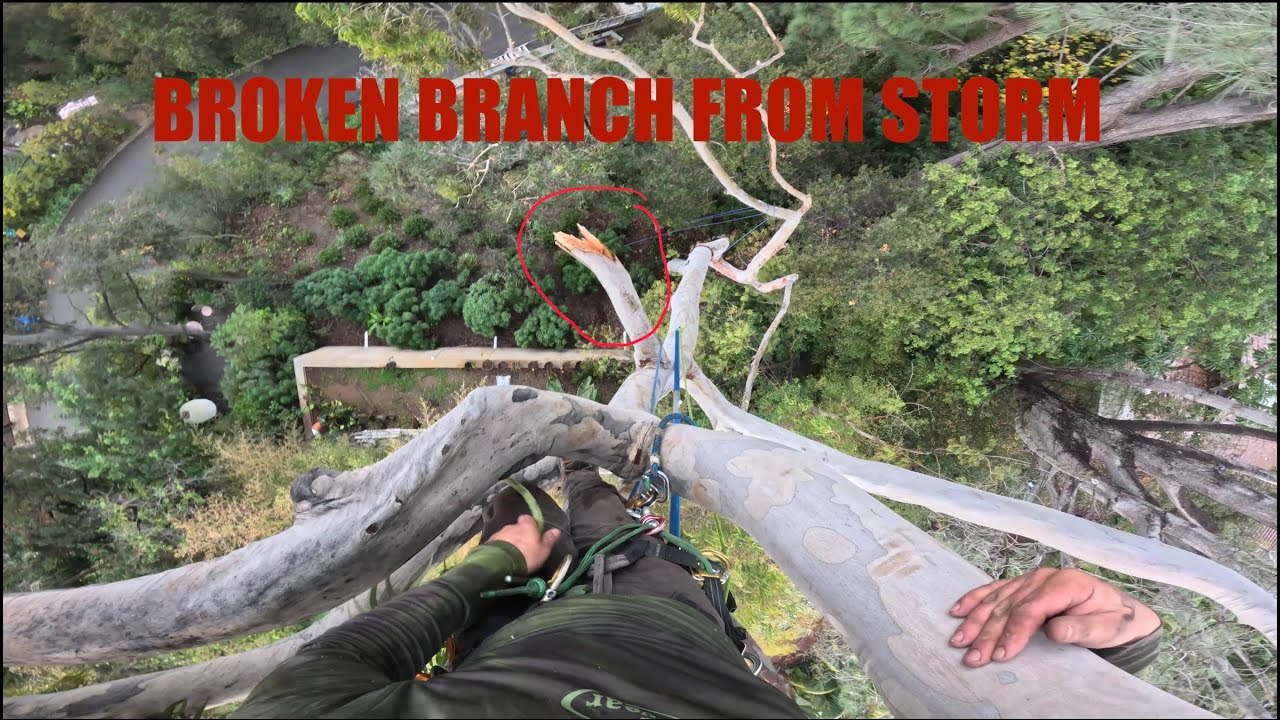 Pacific Palisades Eucalyptus Trimming