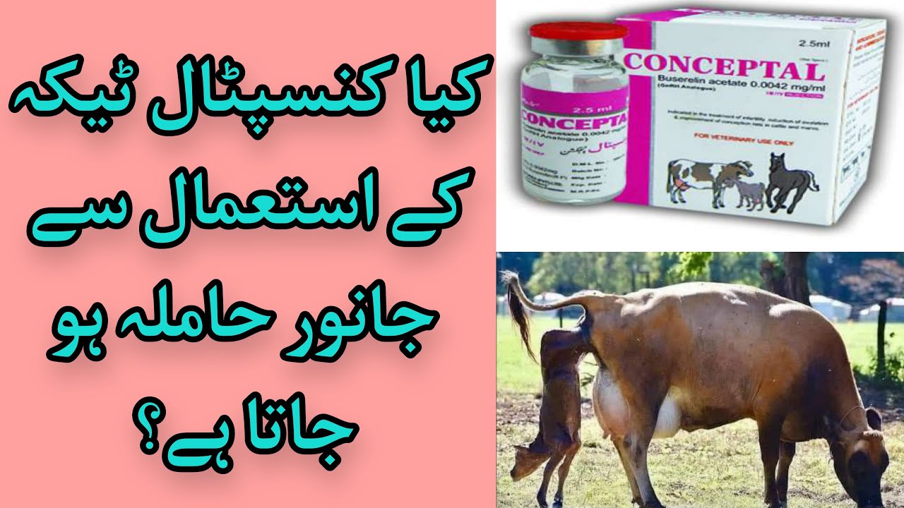 Conceptal injection uses in animals | Chances of Pregnancy with conceptual injection in urdu