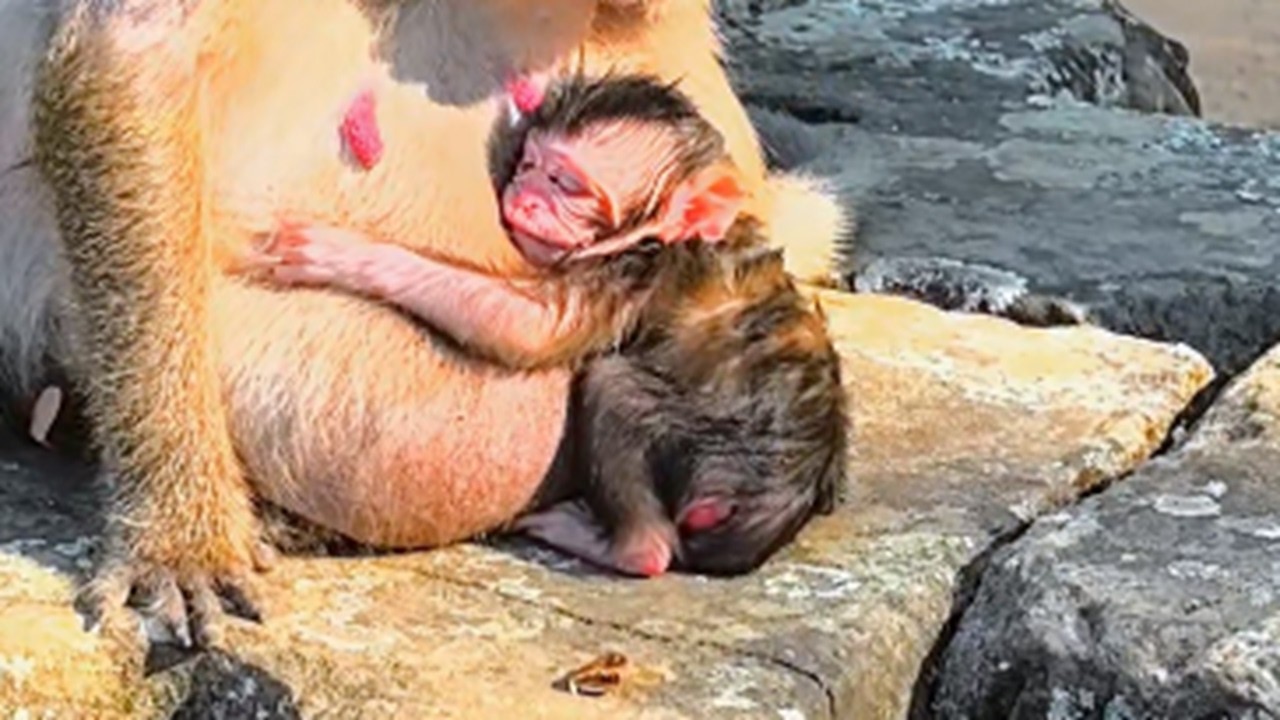 Really Cutie Adorable Newborn Baby Monkey | So sweetie like that!❤️😘😍🐒