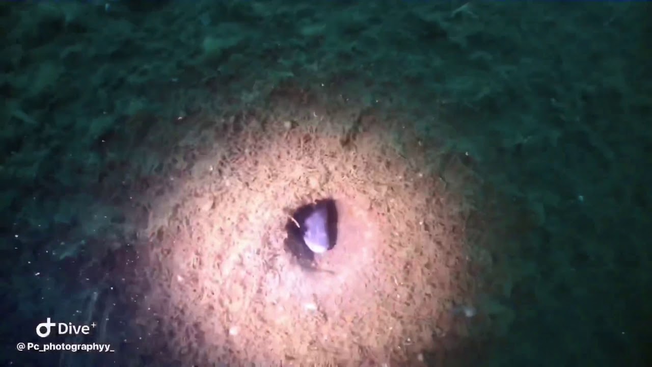 Diving the M2 Submarine-Portland
