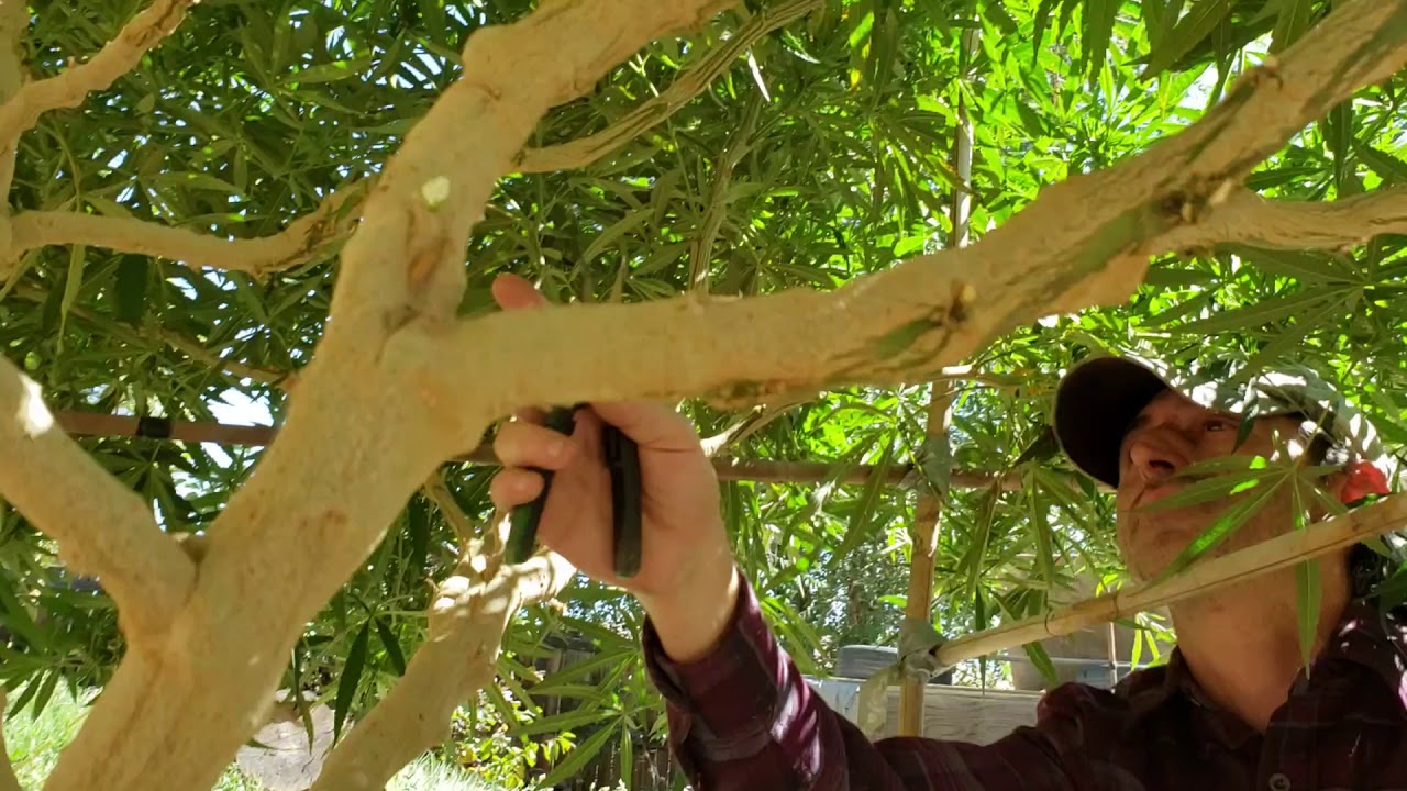 To Promote Larger Buds, In this Video, I do a Little Selective Reduction, On My Massive Blueberry!!!