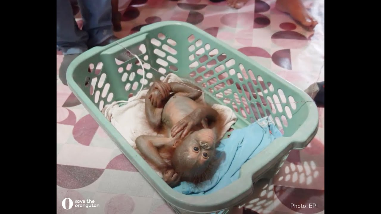 Redning af orangutangunge på Borneo