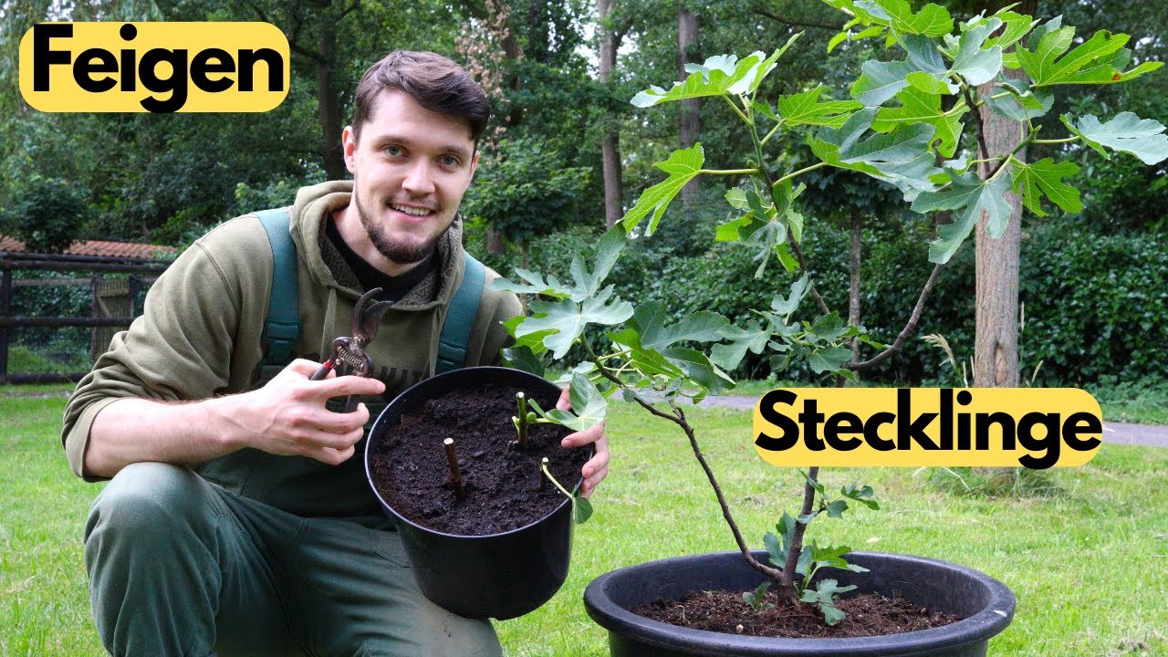Feigen ganz einfach durch Stecklinge vermehren🌱
