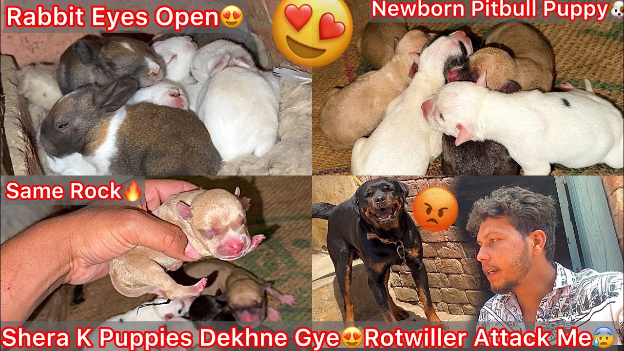 Shera K Newborn Puppies Dekhne Gye😍But Rotwiller Dog N Attack Krdea😰Rock Bloodline Puppy🐶Same Copy🔥