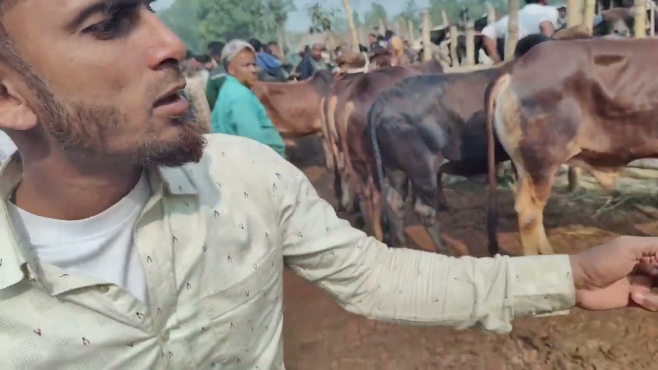 দেশাল ষাঁড় কিনবেন? আমবাড়ি হাটের সঠিক দামদর ও খামার পরামর্শ
