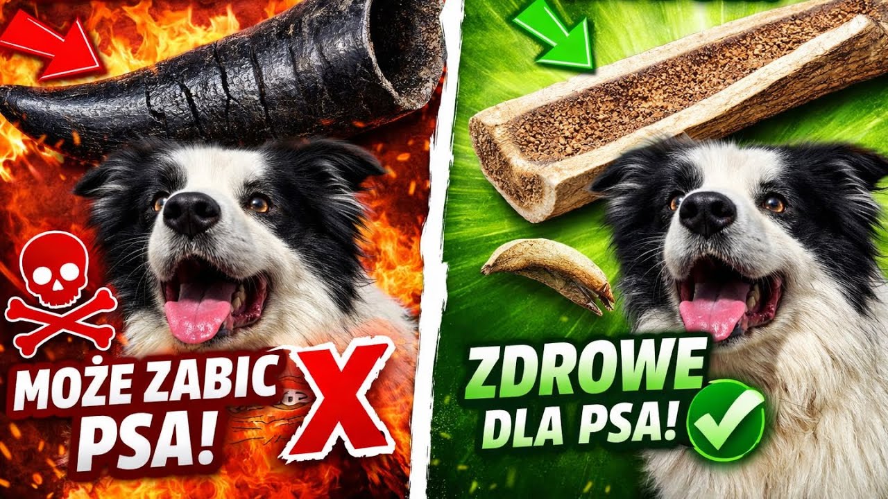Róg bawoła może ZABIĆ Twojego psa! ❌ Poroże jelenia to jedyny wybór?