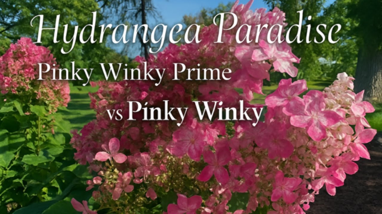 🌸Hydrangea Paradise | Planting Pinky Winky Prime + Drip  Irrigation Install | Garden Transformation