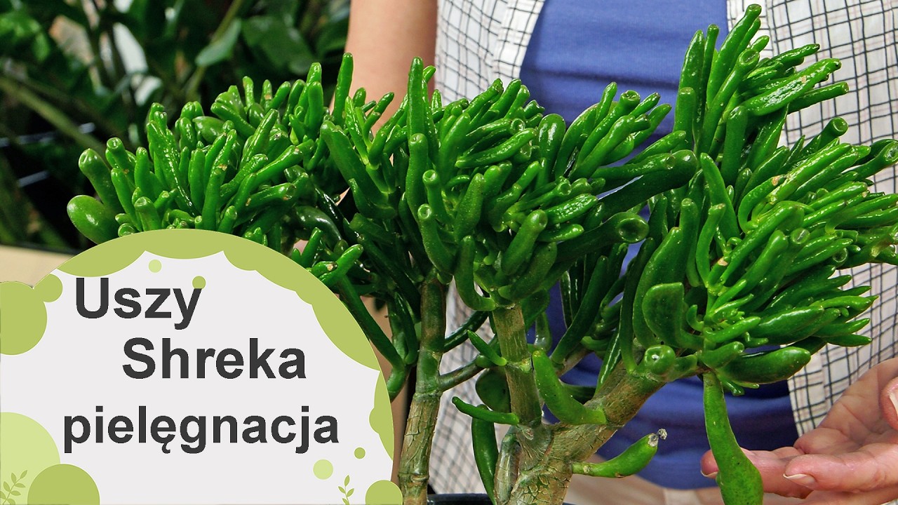 Uszy Shreka! Sukulent. Co to za roślina i jak ją pielęgnować?