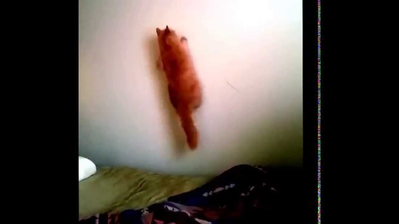 Cat Versus Laser