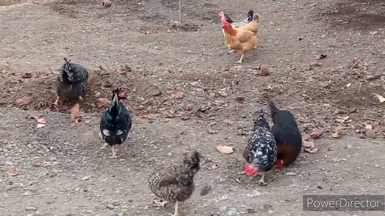 TOYUQLARI XESTELIKLERDEN BELE QORUYUN ❗