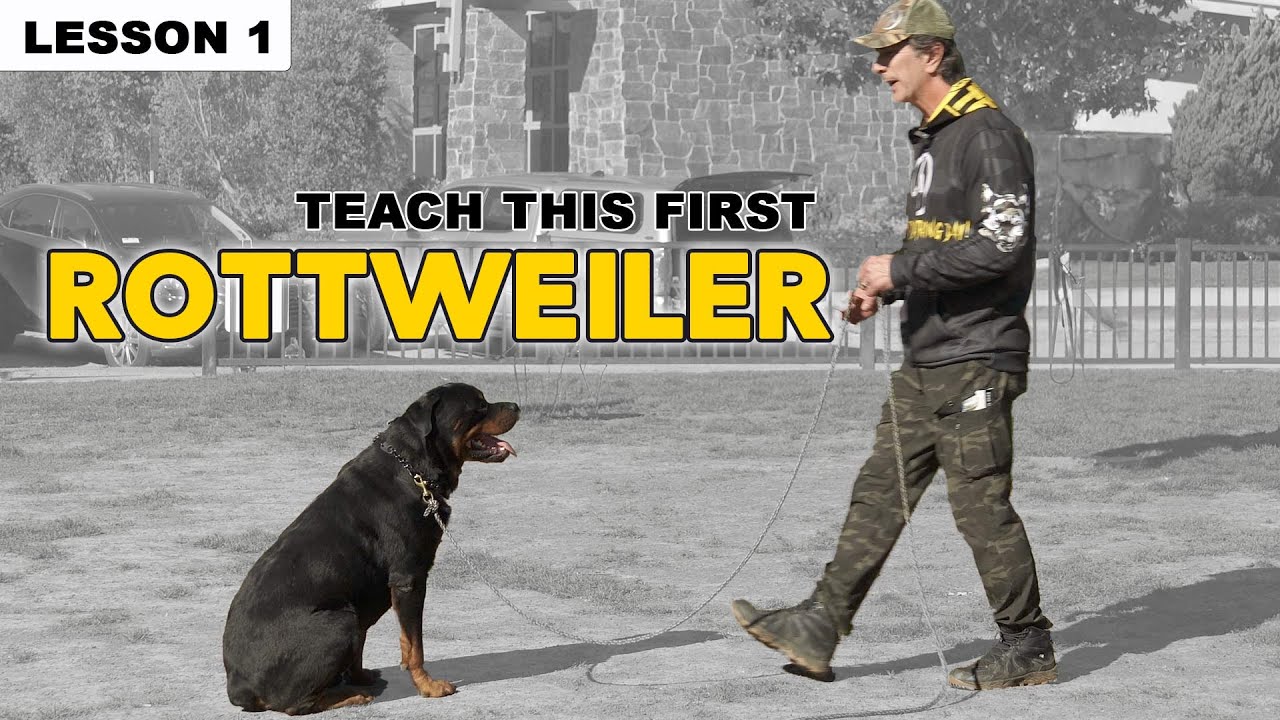 First Things to Teach Your Rottweiler - Dog Training