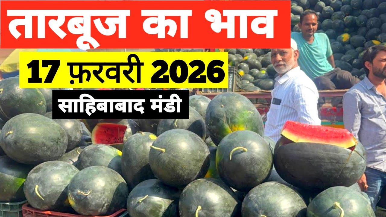 17 February 2026 🍉तारबूज़ का भाव साहिबाबाद मंडी |today watermelon rates #tamatar #mandi #tarbooz 