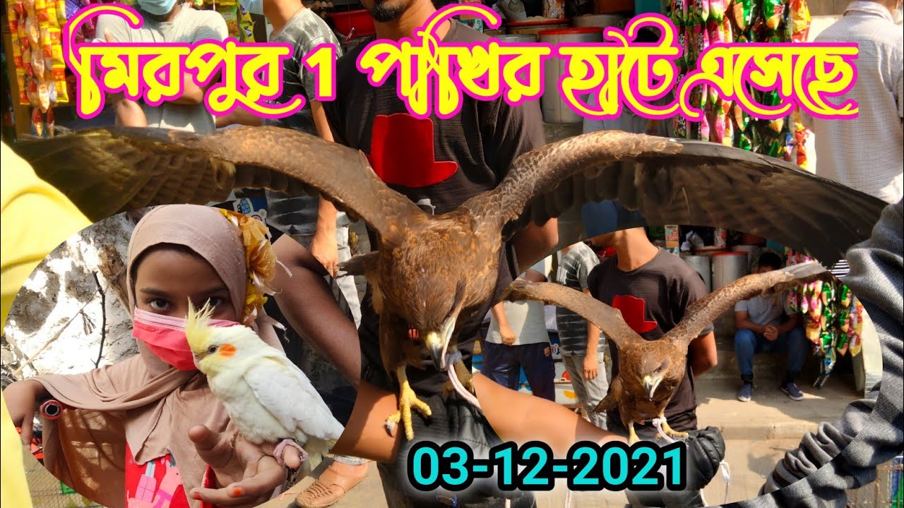 মিরপুর ১ পাখির হাট। mirpur 1 birds market 2021 ফুল টেম ঈগল পাখি,টেম লরি,লাভ বার্ড,ককাটেল,ঘুঘু,চন্দনা