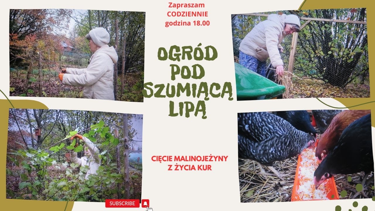 Codzienne życie na wsi - ciecie malinojeżyny, z życia kur.