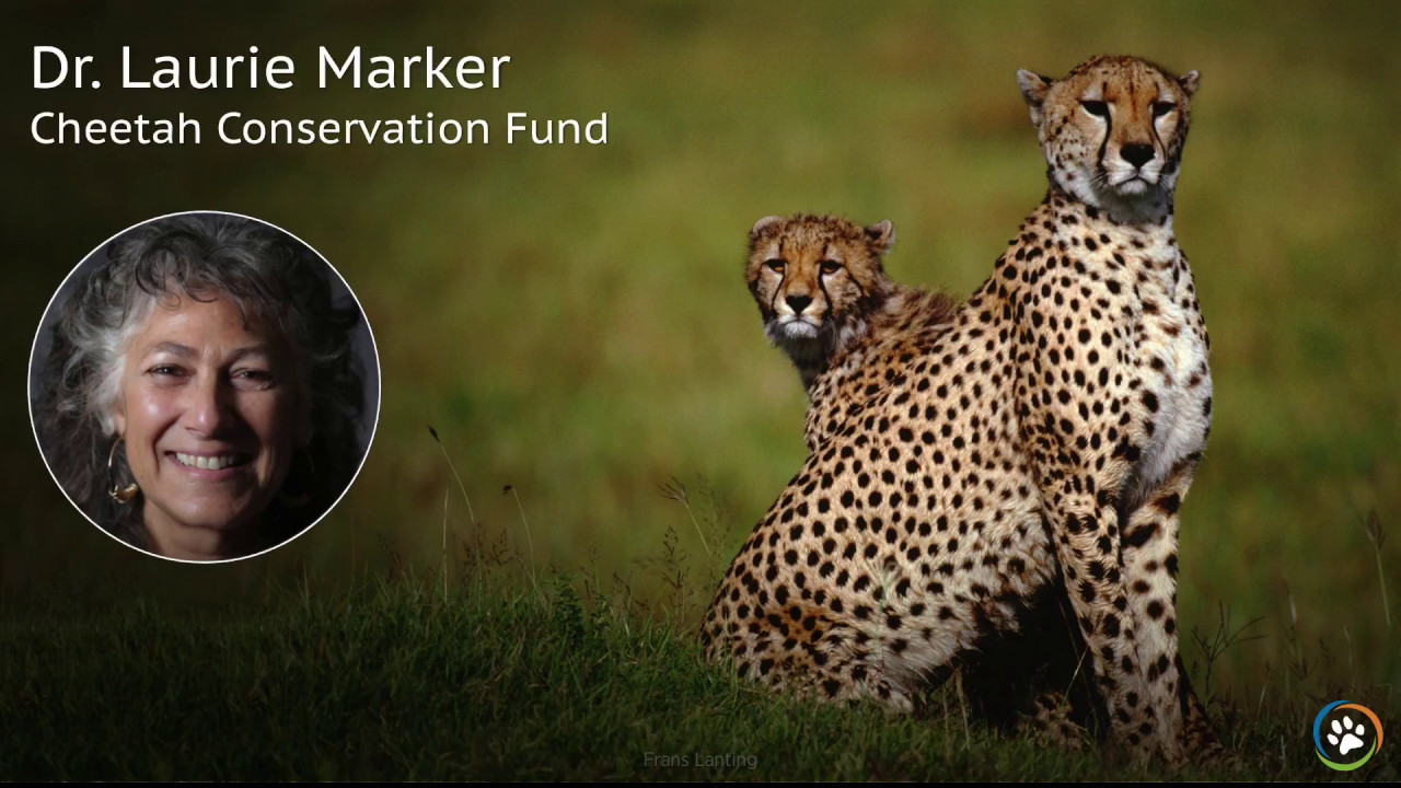 Cheetah Conservation Fund &middot; Spring Expo 2017 &middot; Dr Laurie Marker