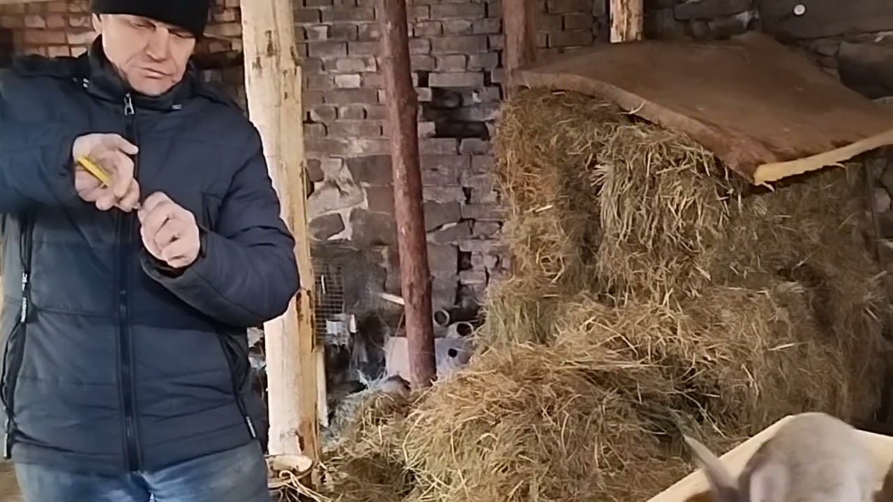 Вакцинуємо кроленят...