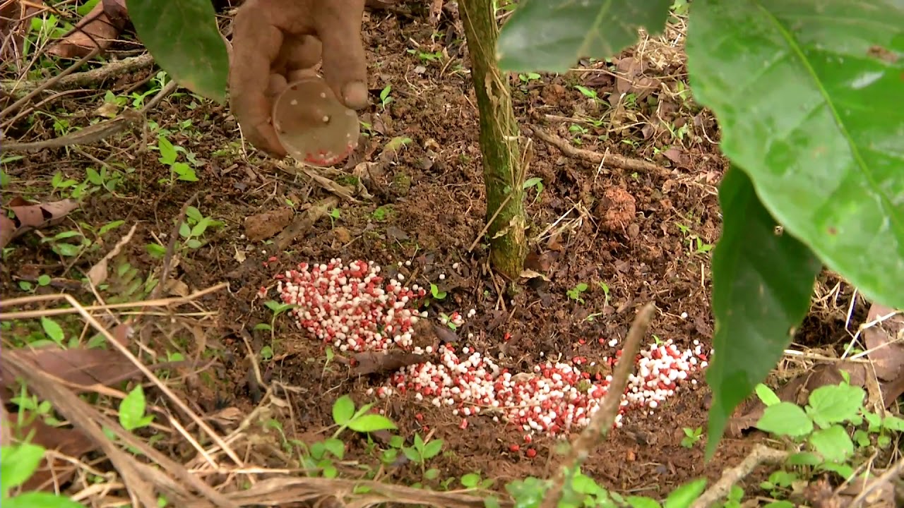 Agricultura al Día / Recomendaciones para el cultivo de café en época de invierno