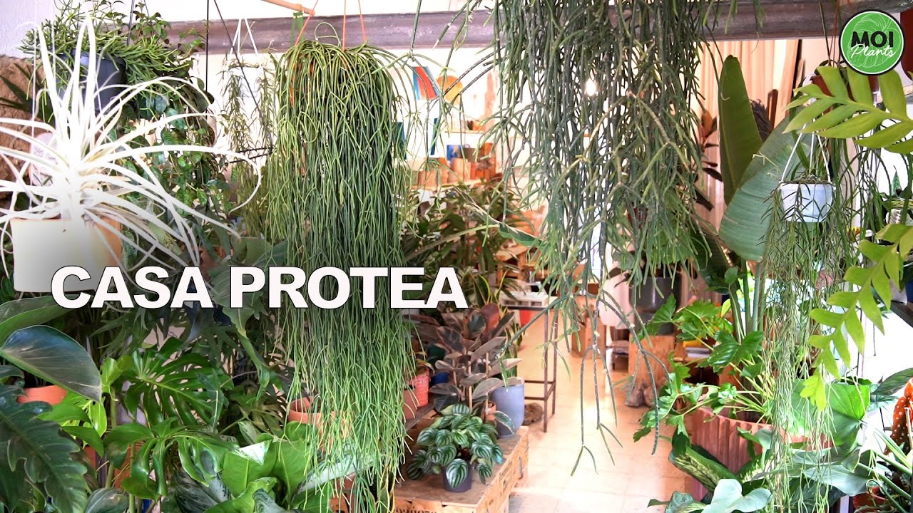 CASA PROTEA una tienda muy especial!