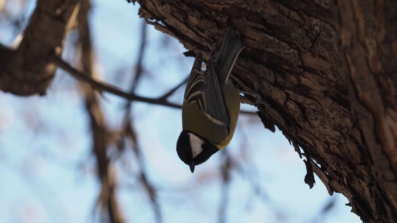 ZD 50-200/2.8-3.5 @ Olympus OM-D EM1 mk II serial shoot