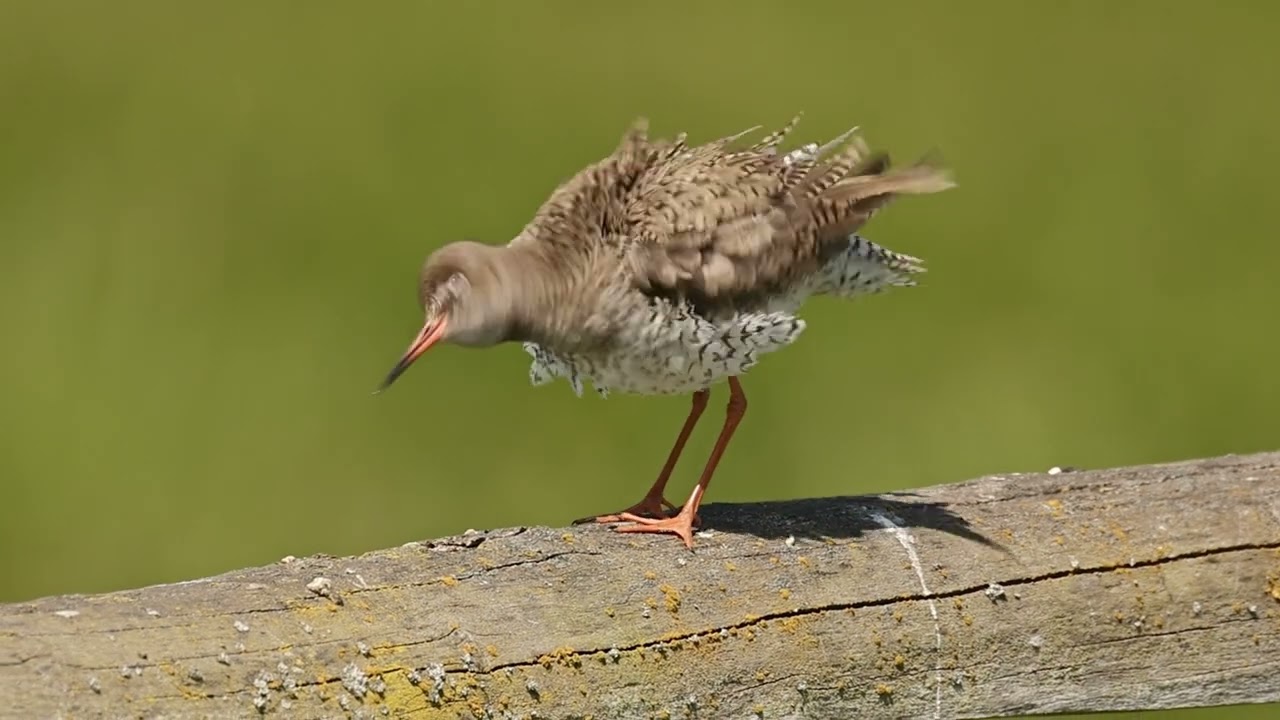Jahresrückblick 2025 - einige meiner Wildlife - Highlights