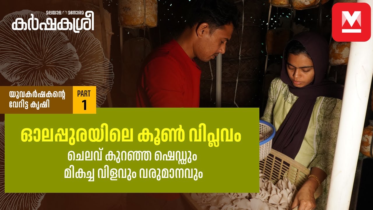 ഓലപ്പുരയിലെ കൂൺവിപ്ലവം: ഓലകൊണ്ട് നിർമിച്ച ഷെഡ്ഡിൽനിന്ന് 100 പാക്കറ്റ് കൂൺ വിൽക്കുന്ന യുവാവ്