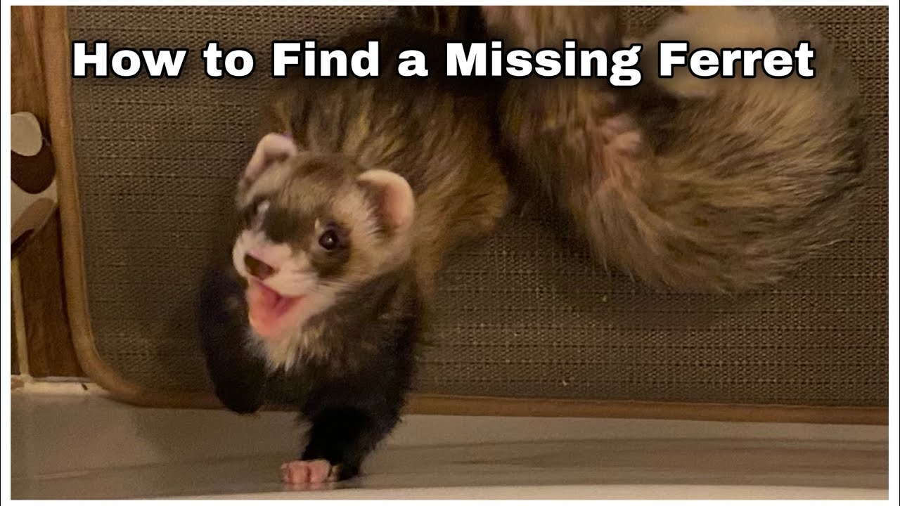 How to Find a Lost Ferret