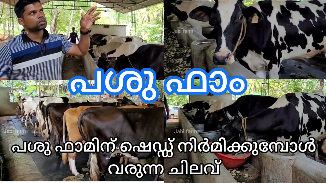 പശു ഫാം തുടങ്ങാൻ ഷെഡ്ഡ് നിർമ്മിക്കുമ്പോൾ എങ്ങനെ ചിലവ് കുറക്കാം, cow farming malayalam