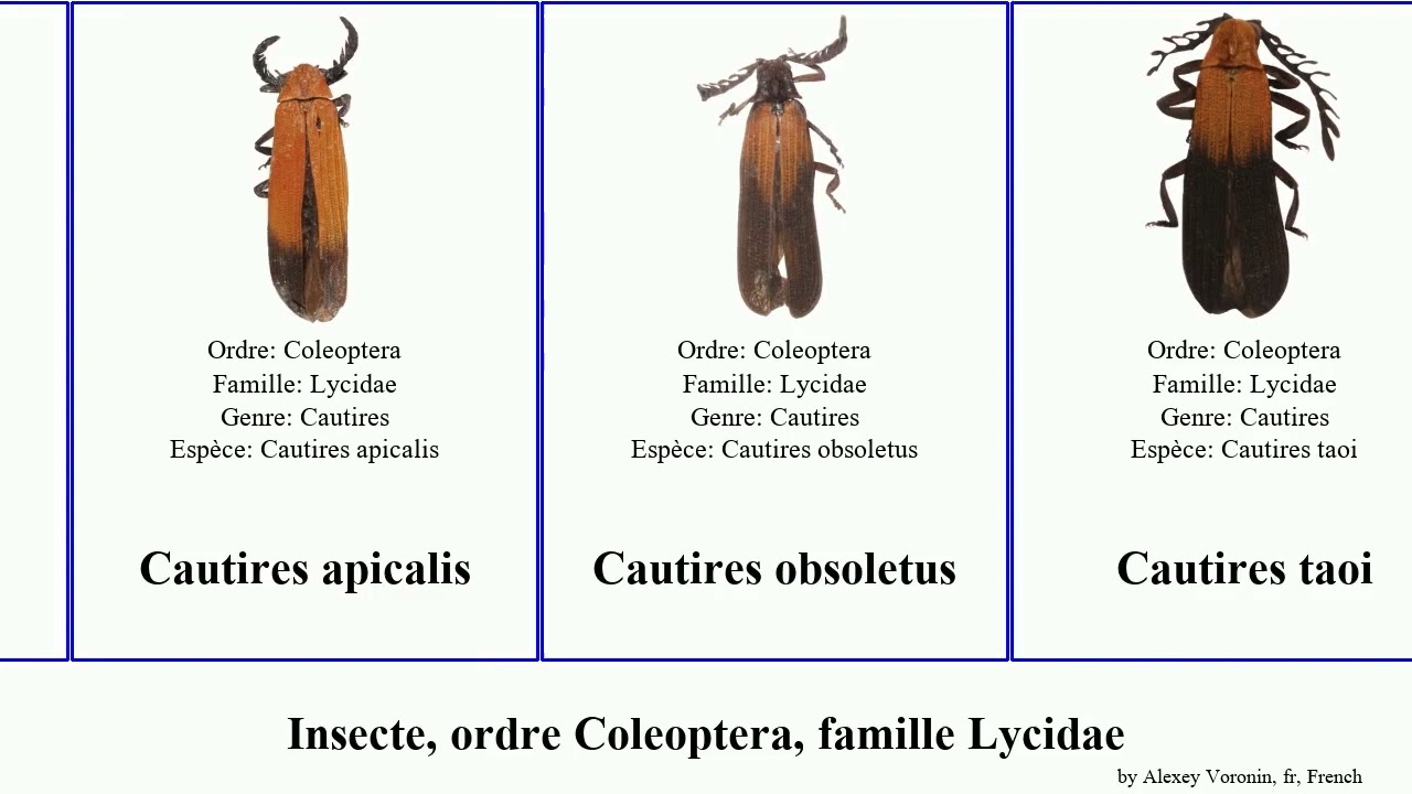 Insecte, ordre Coleoptera, famille Lycidae cautires sanguineus Lygistopterus sukosarensis Lycus