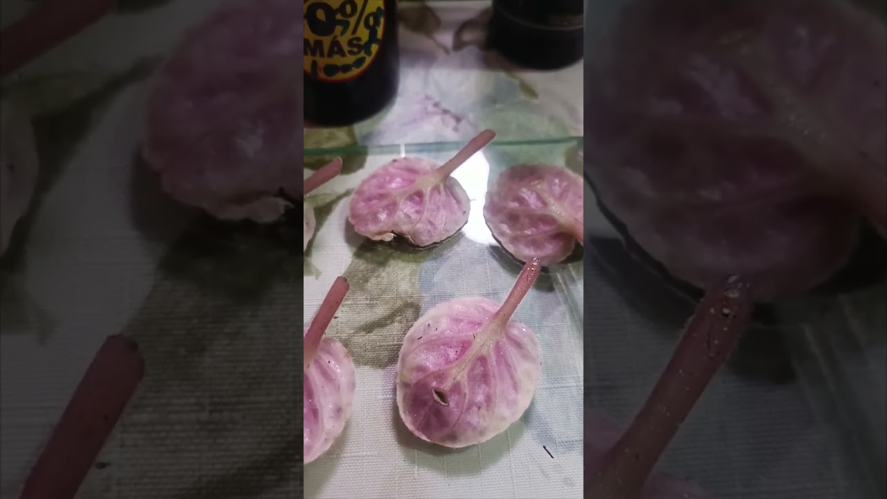 C&oacute;mo Usar Enraizante en Gel AIB  | Propaga y Enra&iacute;za Esquejes F&aacute;cilmente