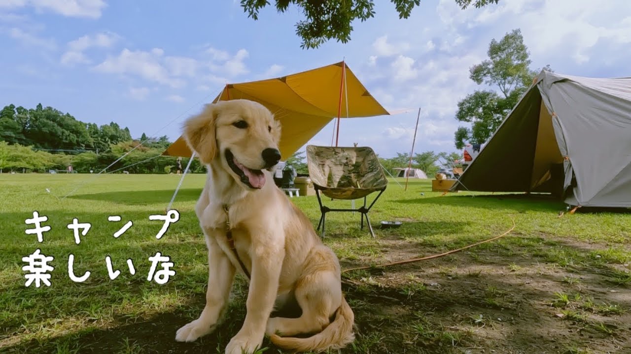 【CAMP】初めてのキャンプを満喫するゴルパピ生後４ヶ月。