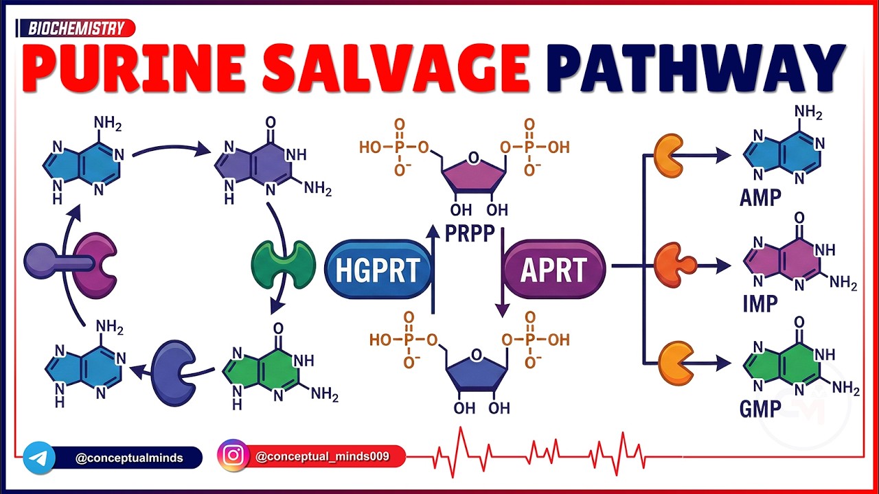1. Purine Salvage Pathway 🧬⚡ (Part 1) | HGPRT, APRT & Clinical Correlations | USMLE Step 1