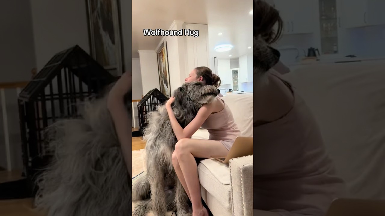 Wolfhound Hug 🫂 #irishwolfhound