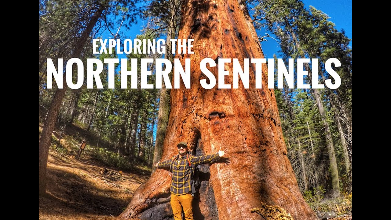 EXPLORING THE MOST NORTHERN SEQUOIA GROVE! - Tahoe National Forest