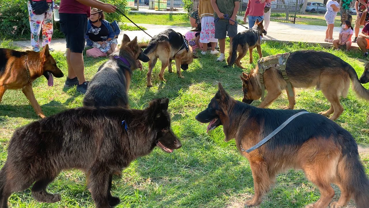 Los mejores PASTORES ALEMANES se reunieron en un solo lugar 🐕‍🦺